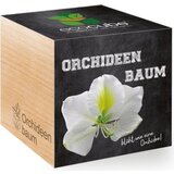 Feel Green ecocube "drevo orhideje" Cene