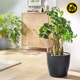 LECHUZA lonec classico color eco 18 - temno siva Cene