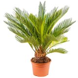 TGC cycas revoluta 20/65 TGC | ePonuda.com