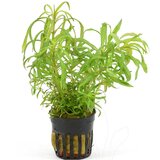 Rainforest pogostemon octopus | ePonuda.com