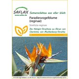  Kraljevska strelicija (reginae) | Shoptok.si