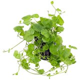 Rainforest cardamine lyrata Cene