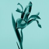 Tiffany & Co. Sheer toaletna voda za ženske 50 ml | Shoptok.si