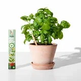 Olovka sa sjemenkama Sprout - bosiljak