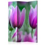  Paravan u 3 dijela - Purple spring tulips [Room Dividers] 135x172 Cijene