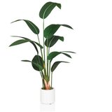 MID.YOU Umetna Rastlina Strelitzia Cene