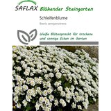 Saflax Vednozeleni grenik - 20 zrn. Cene