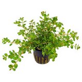 Rainforest rotala sp myanmar | ePonuda.com