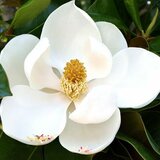 Rasadnik Topalović magnolia grand. Gallisoniensisc30l kalem100cm Cene'.'