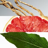 Lacoste Eau de L.12.12 Blanc deo-stik za moške 70 g | Shoptok.si