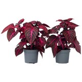 Plant in a Box irezina - 2 kos - iresine herbstii - višina 20-30cm - ⌀13cm, (21758130) Cene