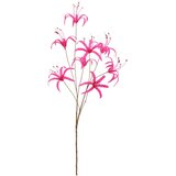 Mömax Lilija Nerine I -Paz- Cene