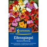 KIEPENKERL Nemesia "pravljična čarovnija" - 1 pkt. | Shoptok.si
