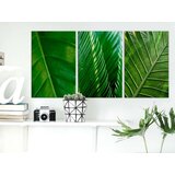  Slika - Leaves (Collection) 60x30 | shoptok.hr