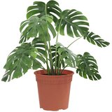  Okrugla saksija za cveće 24 pcs Crvena cigla Ø 19 x 16 cm | Eponuda.com