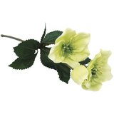 RAYHER Teloh 35 cm zeleno rumen, (22005821) u
