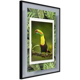  Poster - Toucan in the Frame 20x30 | shoptok.hr