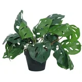 Cvet u saksiji - monstera zd-bybg19(a)-pgj5 - 32cm - n55 ( 025079 )