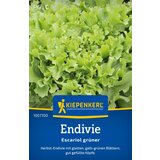 KIEPENKERL Endivija "Breedblad Volhart Winter" - 1 pkt. Cene