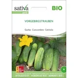 Bio kumara "Vorgebirgstrauben"