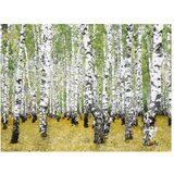 Tapeta - In birch grove... 250x193 | shoptok.hr