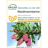 Saflax Jelka Nordmann | Shoptok.si