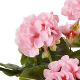 Mömax Umetna Rastlina Greta | Shoptok.si
