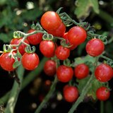 BIO rdeči češnjev paradižnik “Barbaniaka” - 35 zrn. | Shoptok.si