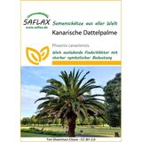 Saflax Kanarska datljeva palma | Shoptok.si