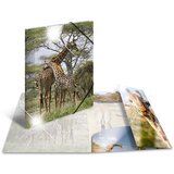 Herma Kotna mapa riba, PP sijaj, DIN A3, (21651220) | Shoptok.si