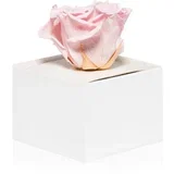 Pink stabilizirana vrtnica v škatlici 1 kos
