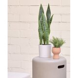 Kave Home Umjetna biljka (visina 55 cm) Sansevieria – | shoptok.hr