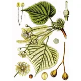 Lipa (Tilia platyphyllos), 100g