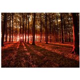 Samoljepljiva foto tapeta - Autumn Morning 196x140 | shoptok.hr