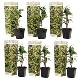 Plant in a Box zvezdasti jasmin - 6 kos - trachelospermum jasminoides - višina 25-40cm - ⌀9cm, (21757504) Cene