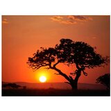  Tapeta - Africa: sunset 200x154 | shoptok.hr