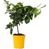Plant in a Box limona - citrus limon - vi&scaron;ina 60-70cm - ⌀19cm, (21757721) cene