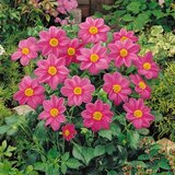 Royal De Ree Lukovica Georgina, dalija - Dahlia Mignon Hartenaas 1/1 | ePonuda.com