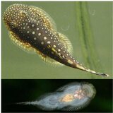 Akvarijum Centar Borneo sucker | ePonuda.com