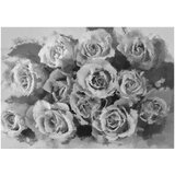  Tapeta - A dozen roses 200x154 | shoptok.hr