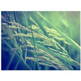  Tapeta - Cereal field 200x154 | shoptok.hr