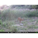 OXE Lovska kamera Gepard II in sončna plošča + 32GB kartica SD in 4 baterije! | Shoptok.si