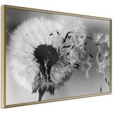  Poster - Dandelion in the Wind 60x40 Cijene