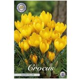  Cvjetne lukovice Šafran Golden Yellow (Žuta, Botanički opis: Crocus) Cijene