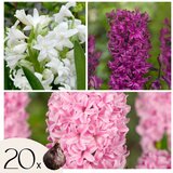 Plant in a Box Hijacint - 20 kos - Hyacinthus - Cvetne čebulice, (21755668) Cene