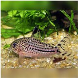 Akvarijum Centar corydoras trilineatus | ePonuda.com