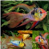 Akvarijum Centar long fin blue ram | ePonuda.com