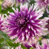 Royal De Ree Lukovica Georgina, dalija - Dahlia Dec. Table Dancer 1/1 Cene