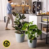 LECHUZA lonec classico color eco 18 - svetlo siva Cene