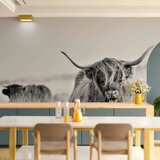  Foto tapeta - Highland Cattle 100x70 Vodootporna | shoptok.hr
